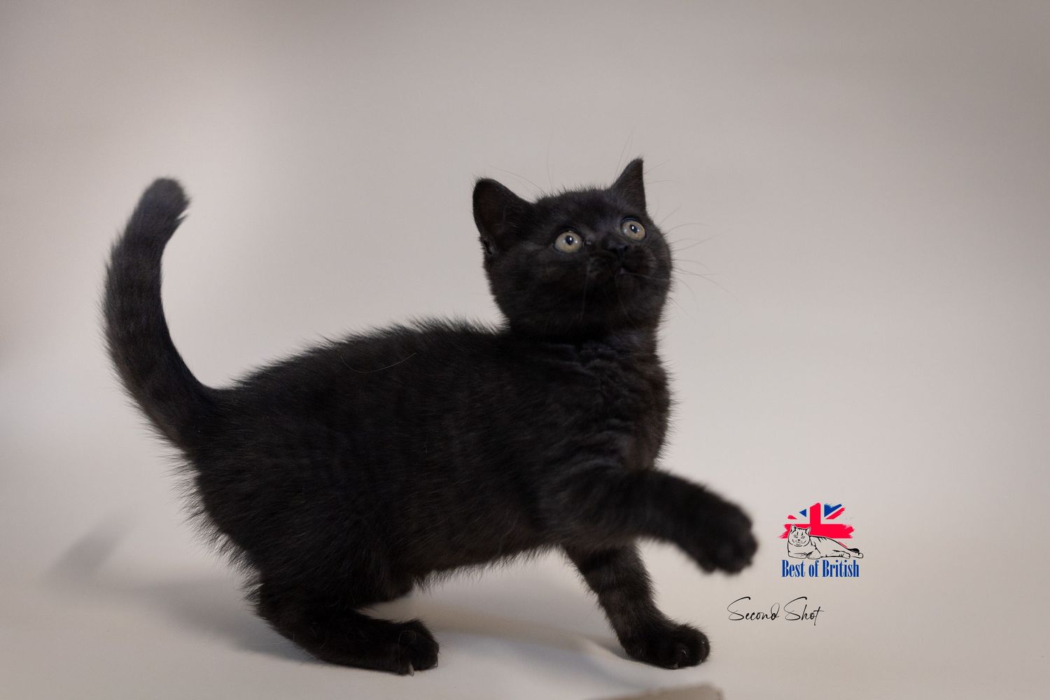 A fluffy black British Shorthair kitten walks toward the camera with bright eyes and a raised tail.