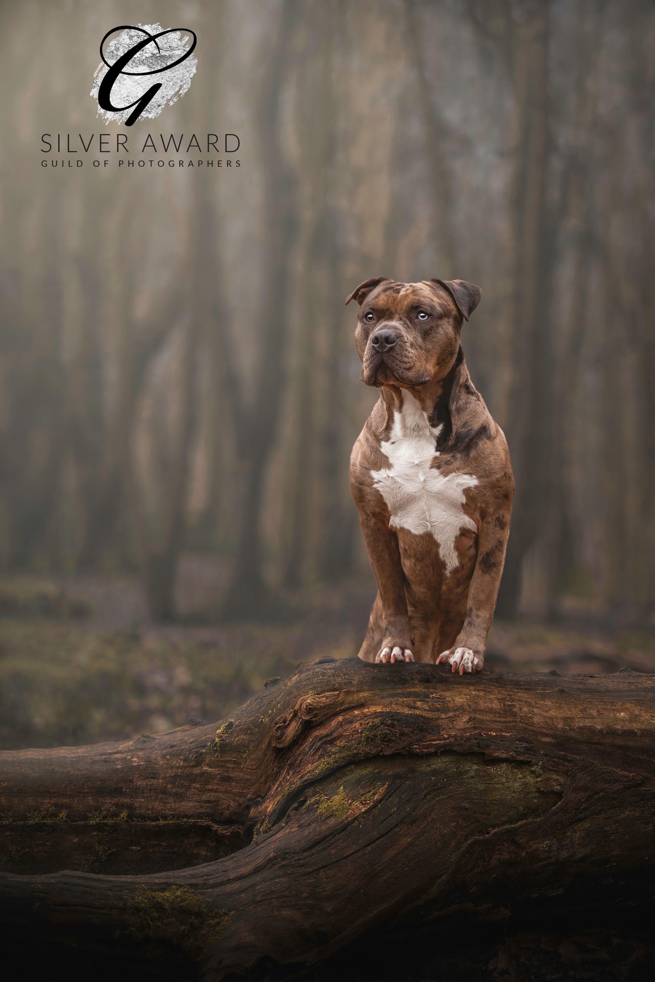 Quality Images In Outdoor Settings - Natural Dog Photography