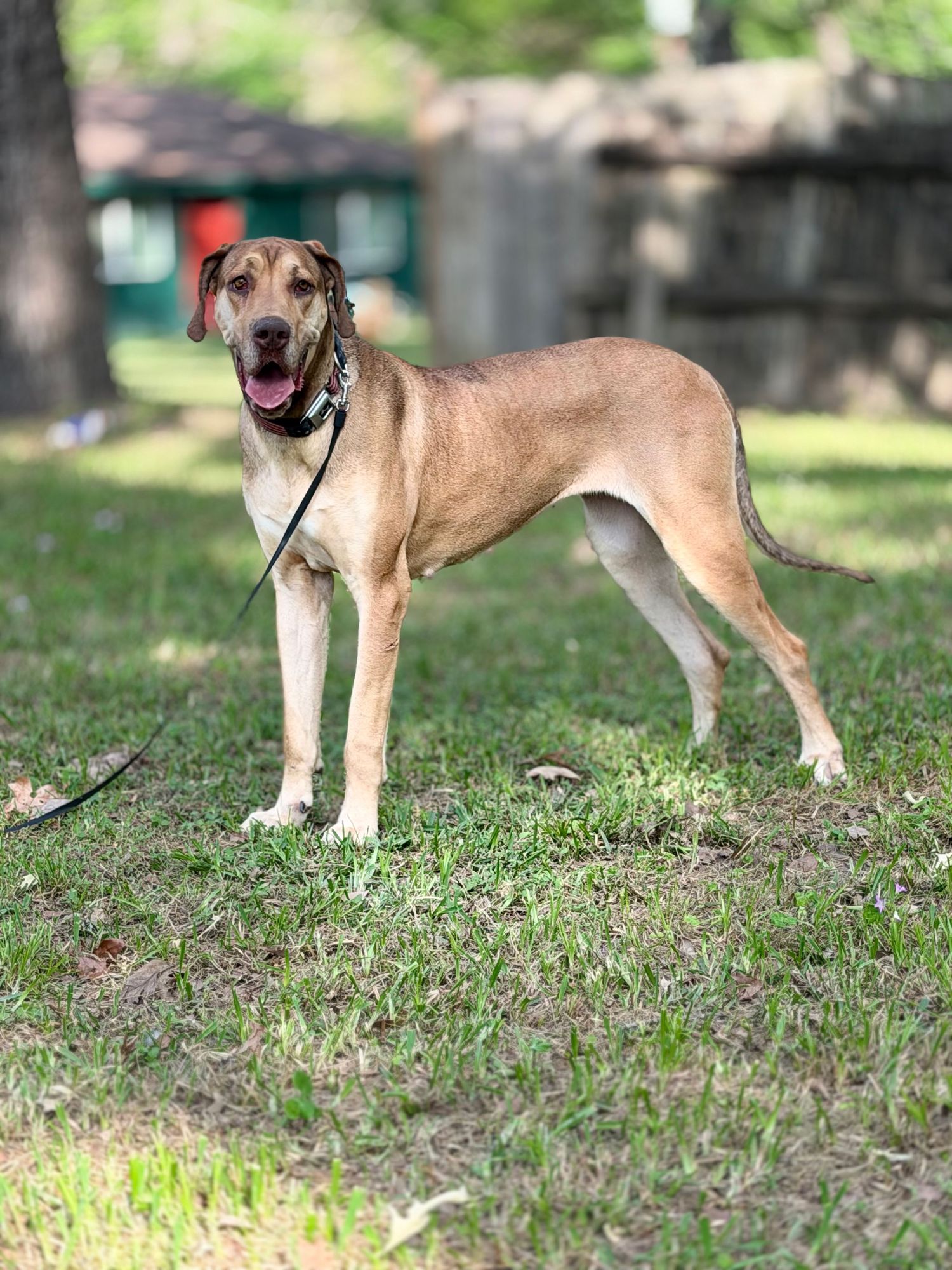 A lean tan dog on a leash stands alert on green grass in a shaded backyard, mouth open and tail raised.