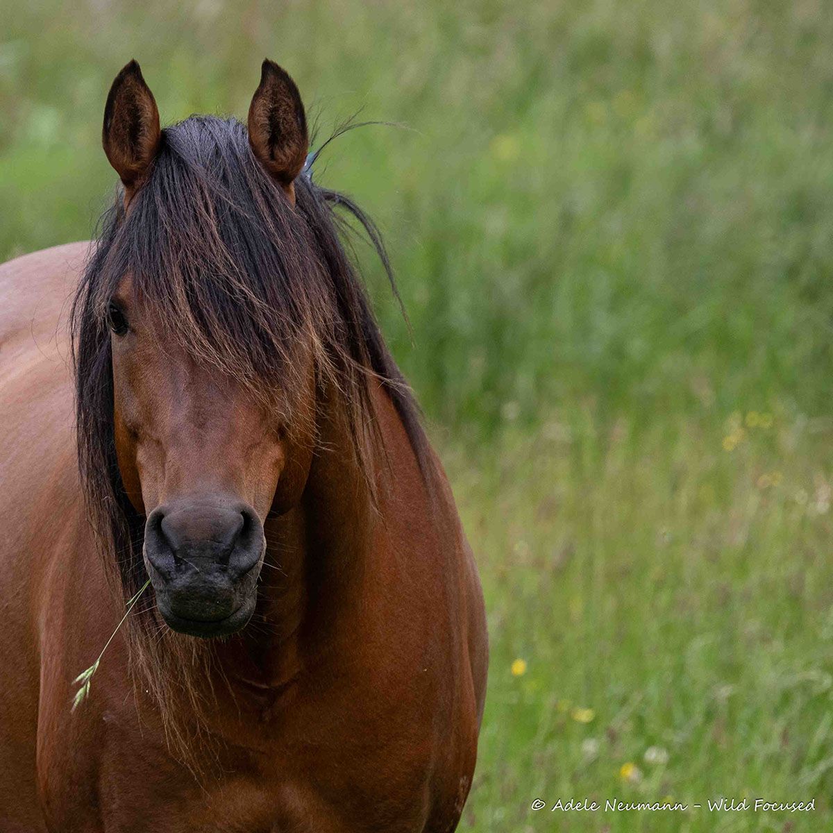 A majestic brown bay horse with flowing dark mane stands in a lush green meadow with wildflowers, with one grass stem hanging out his mouth
