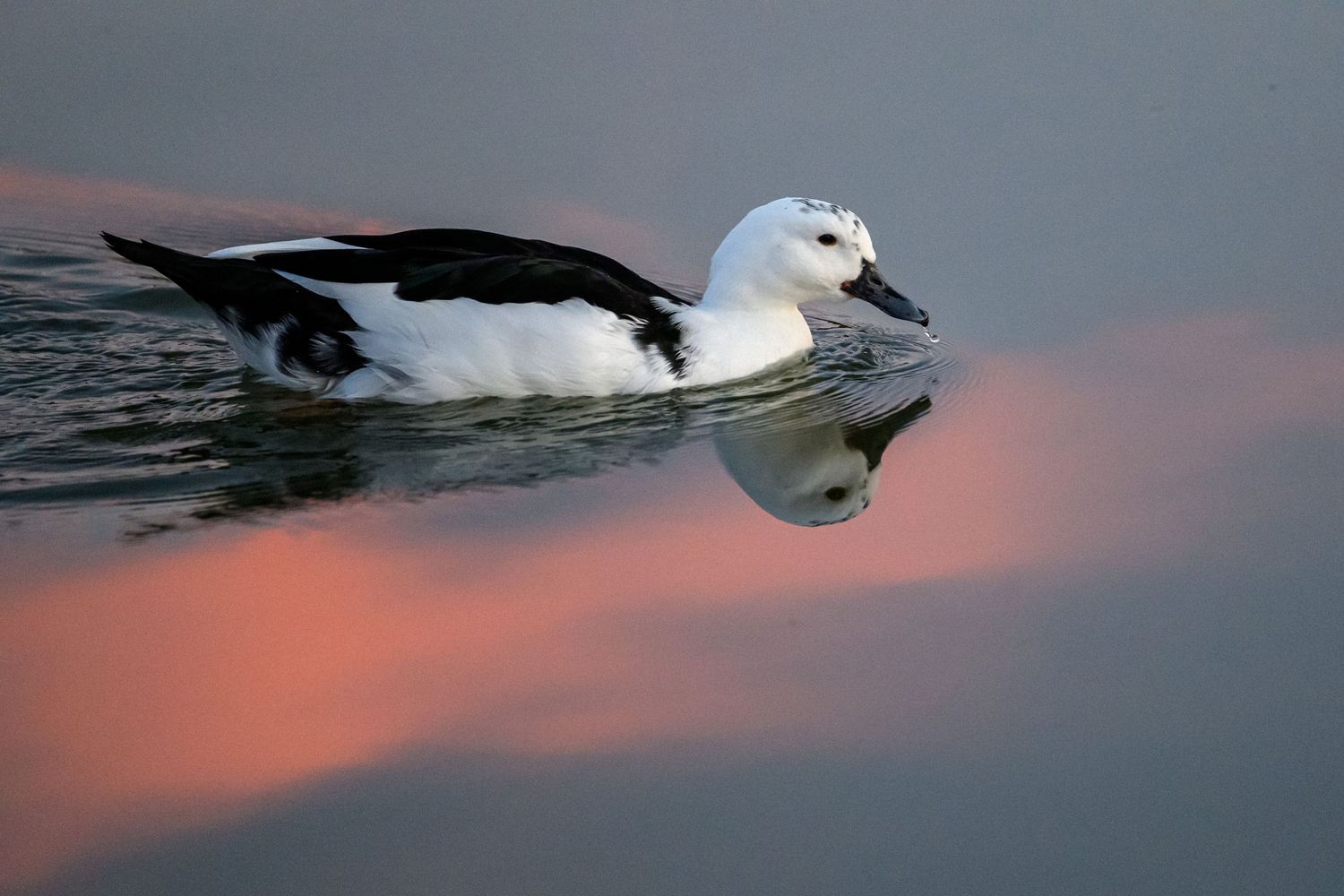 A black and white duck gracefully swimming on calm water with pink sunset reflections.