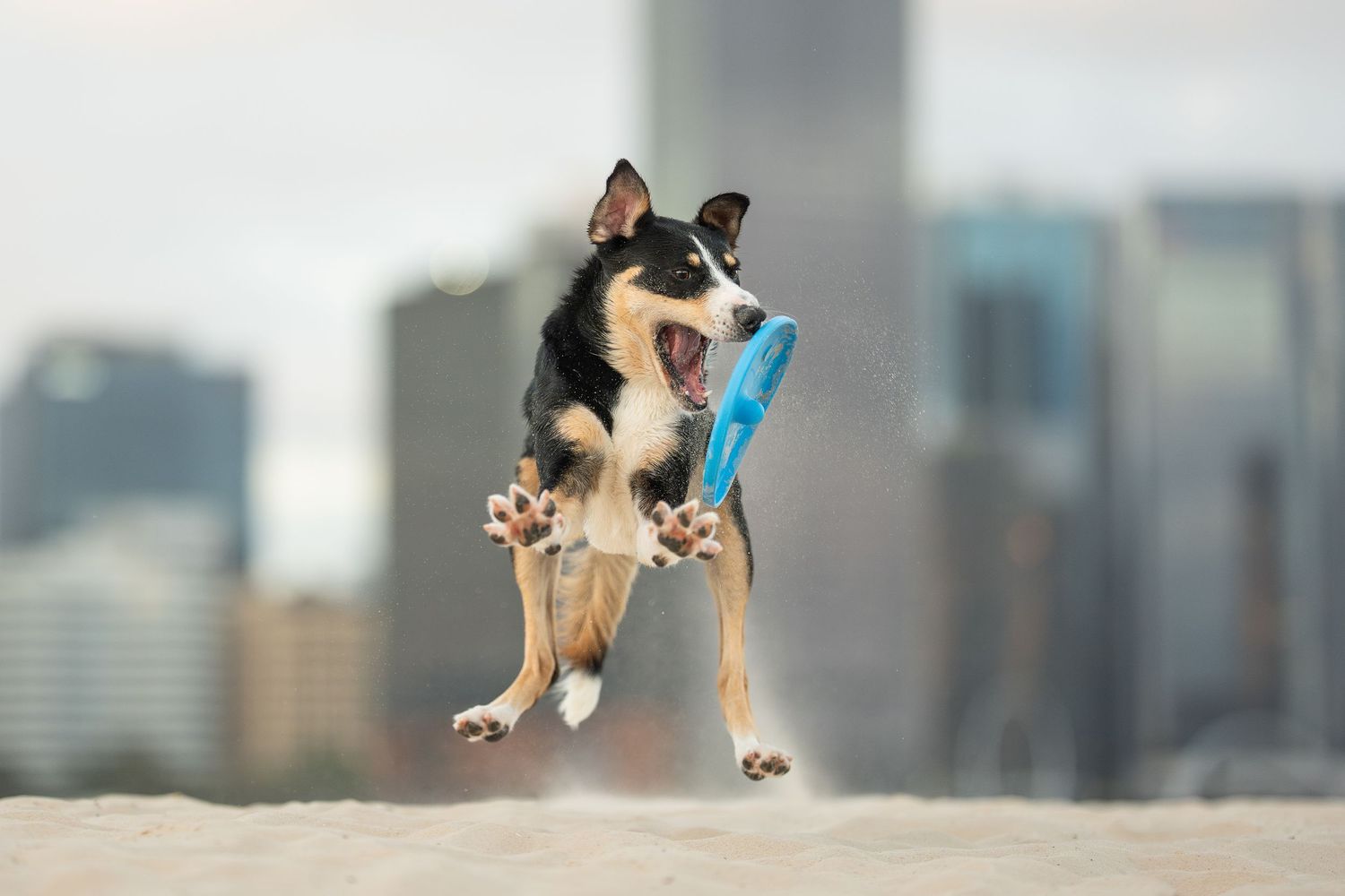 A border collie jumps playfully in the air against a blurred Perth cityscape backdrop.