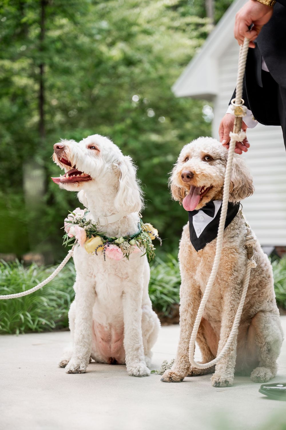 Two fluffy white dogs wearing floral collars and bowties sit together on a stone path.