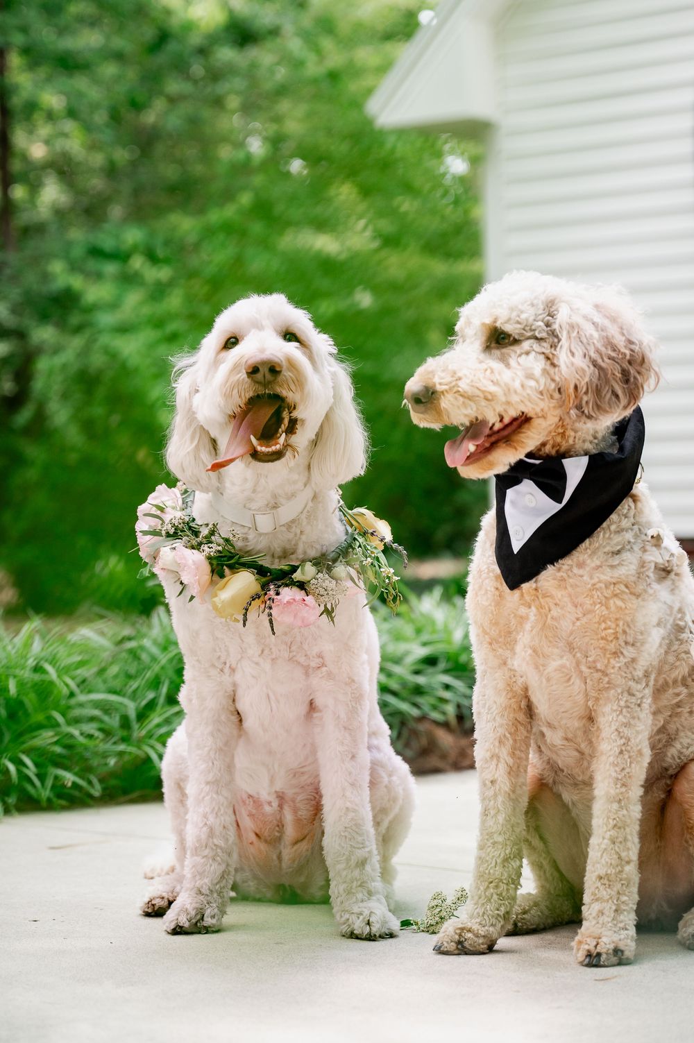Two adorable dogs dressed in wedding attire pose together on a paved walkway.