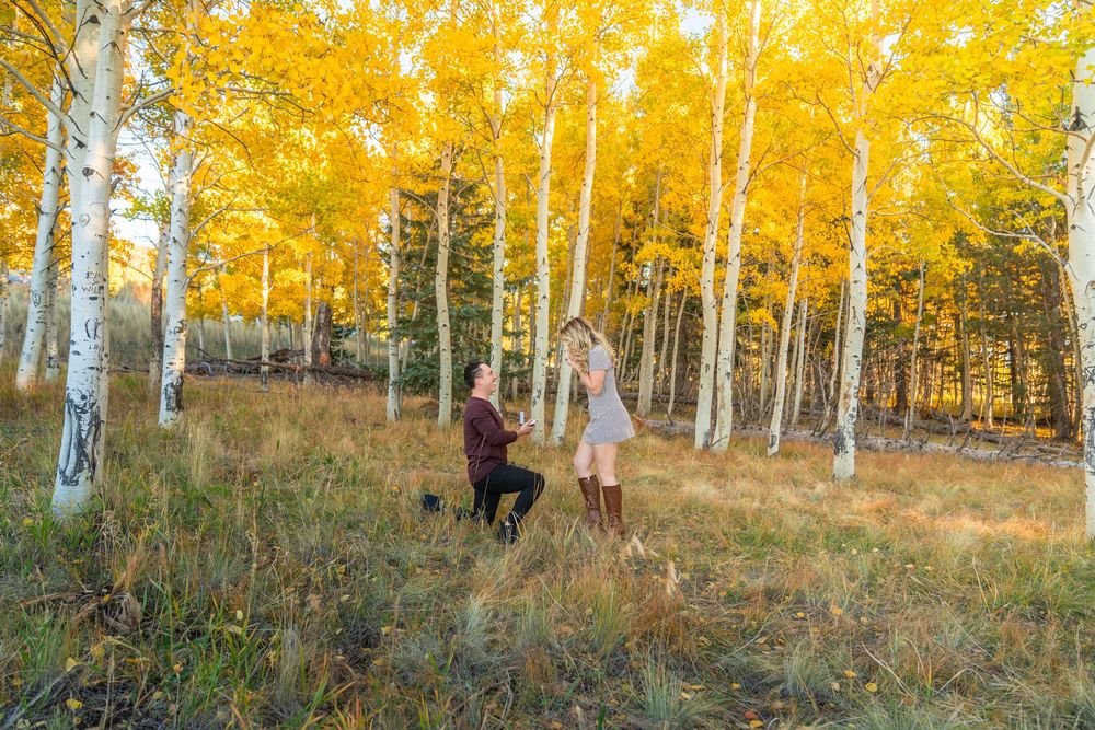Vibrant yellow aspen trees line a forest path during peak fall colors.
