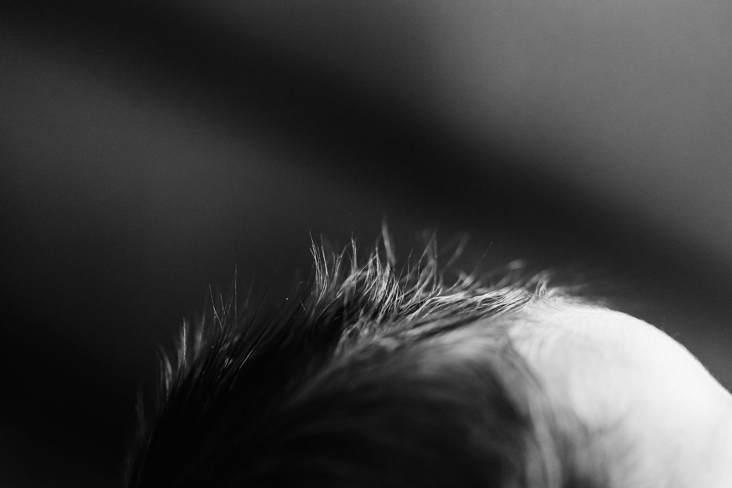 A black and white close-up photo of a person's hair and head silhouetted against a dark background.