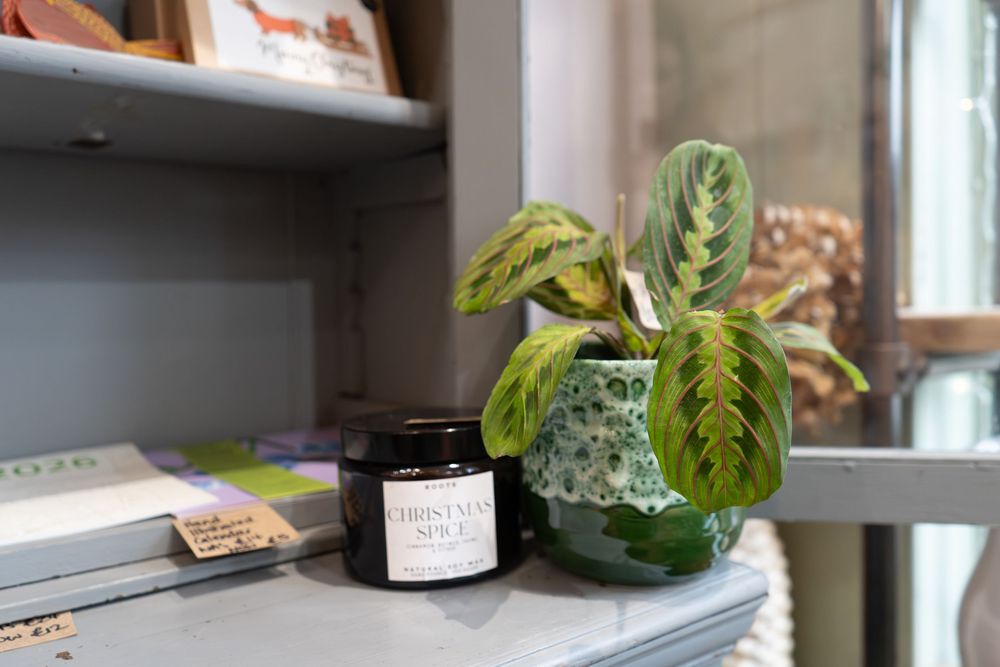 Plants, gifts and sustainability | Roots of TW | BLOOM Fabulous Photography | Small Business Stories