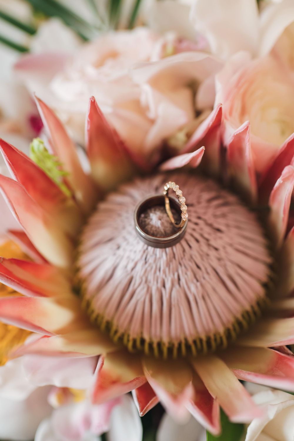 Close-up macro photography of pink protea flowers showing detailed center patterns and textures.