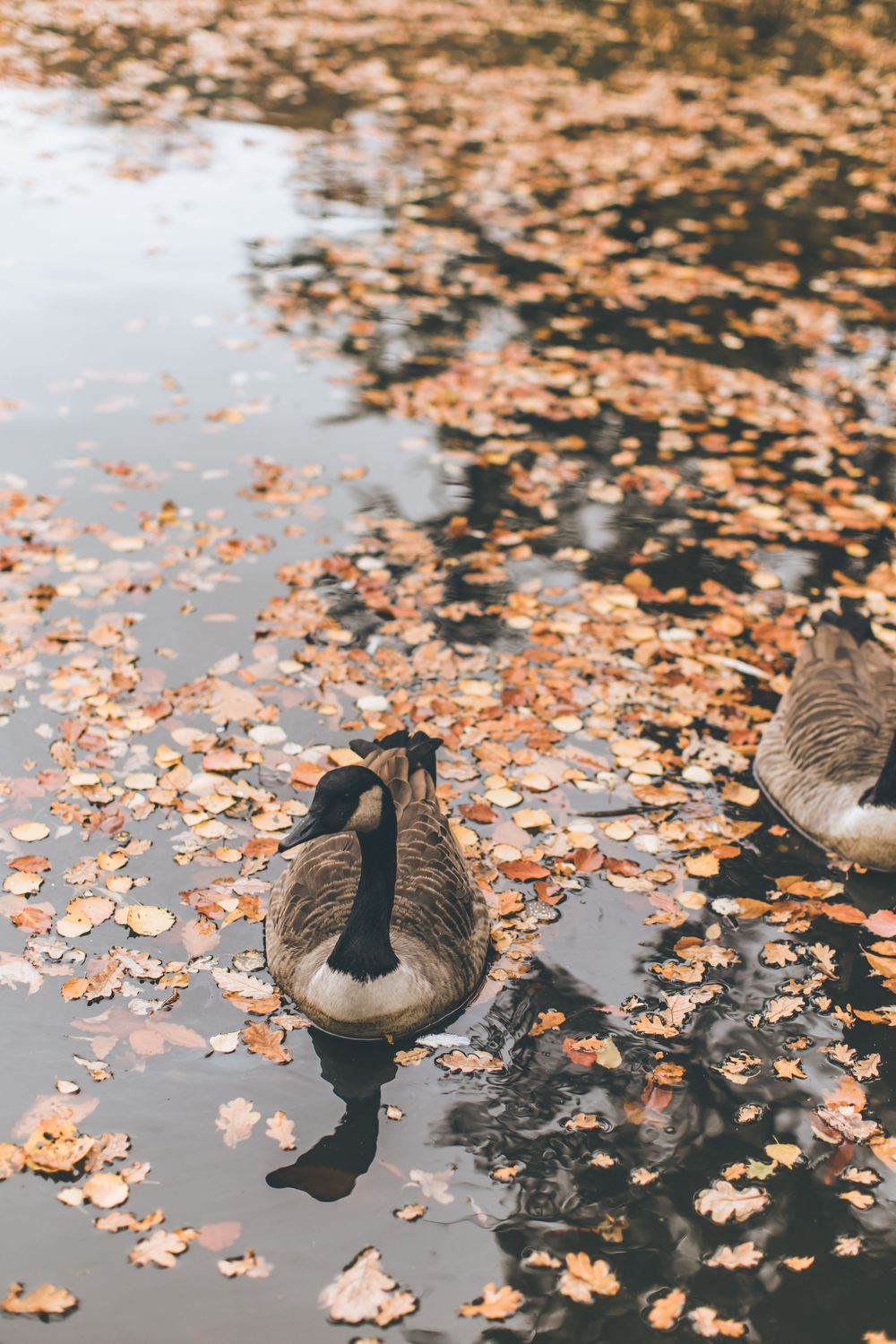 Geese swim in a pond covered with floating orange autumn leaves.