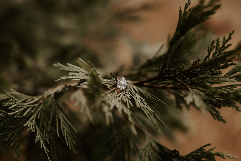 Close-up macro shot of pine tree needles and branches with blurred brown background creating a natural pattern.