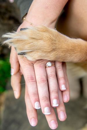 Knoxville Engagement Photographer
Knoxville Pet Photographer
Knoxville Wedding Photographer
Courtney Haskins
Courtney Renee Images