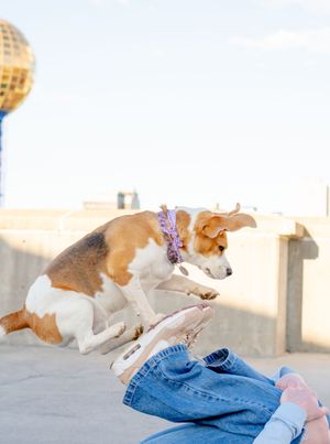 Courtney Haskins
Courtney Renee Images
Downtown Knoxville Photos
Knoxville Pet Photos
Knoxville Graduation Photographer
Sunsphere Photos