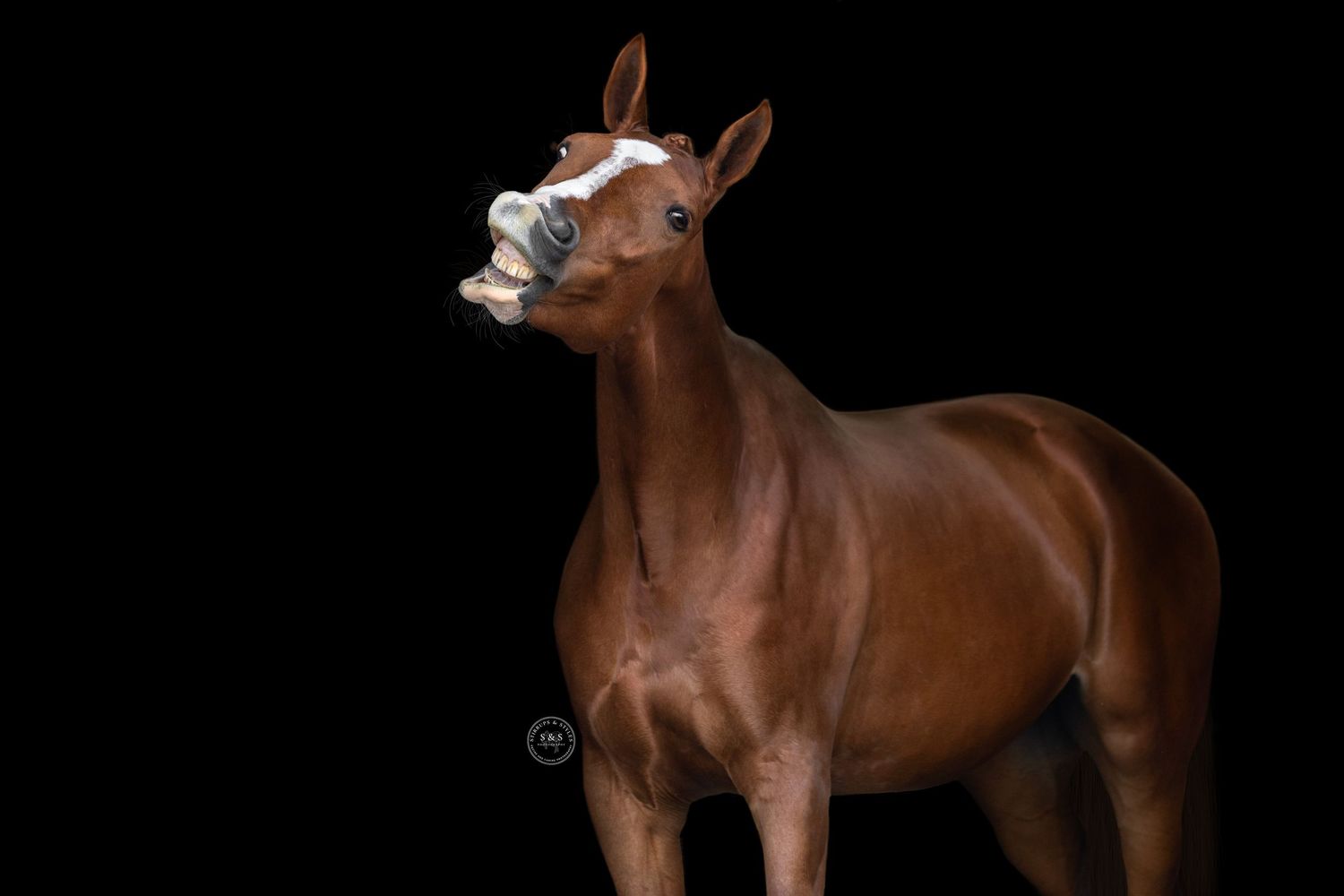 Brown horse with white markings stands in dramatic lighting against a dark background in multiple dynamic poses.