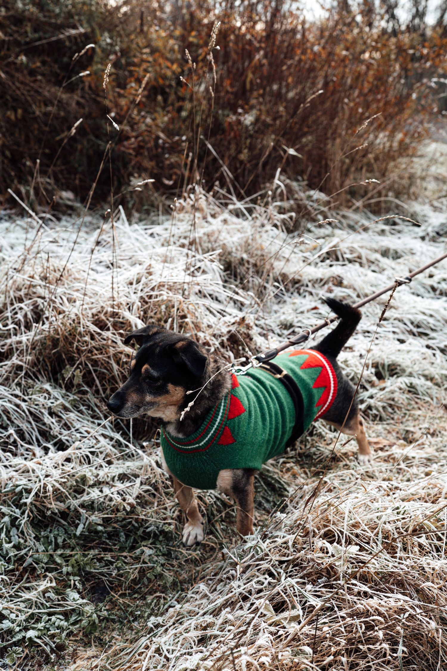 Hund im winterlichen Feld.