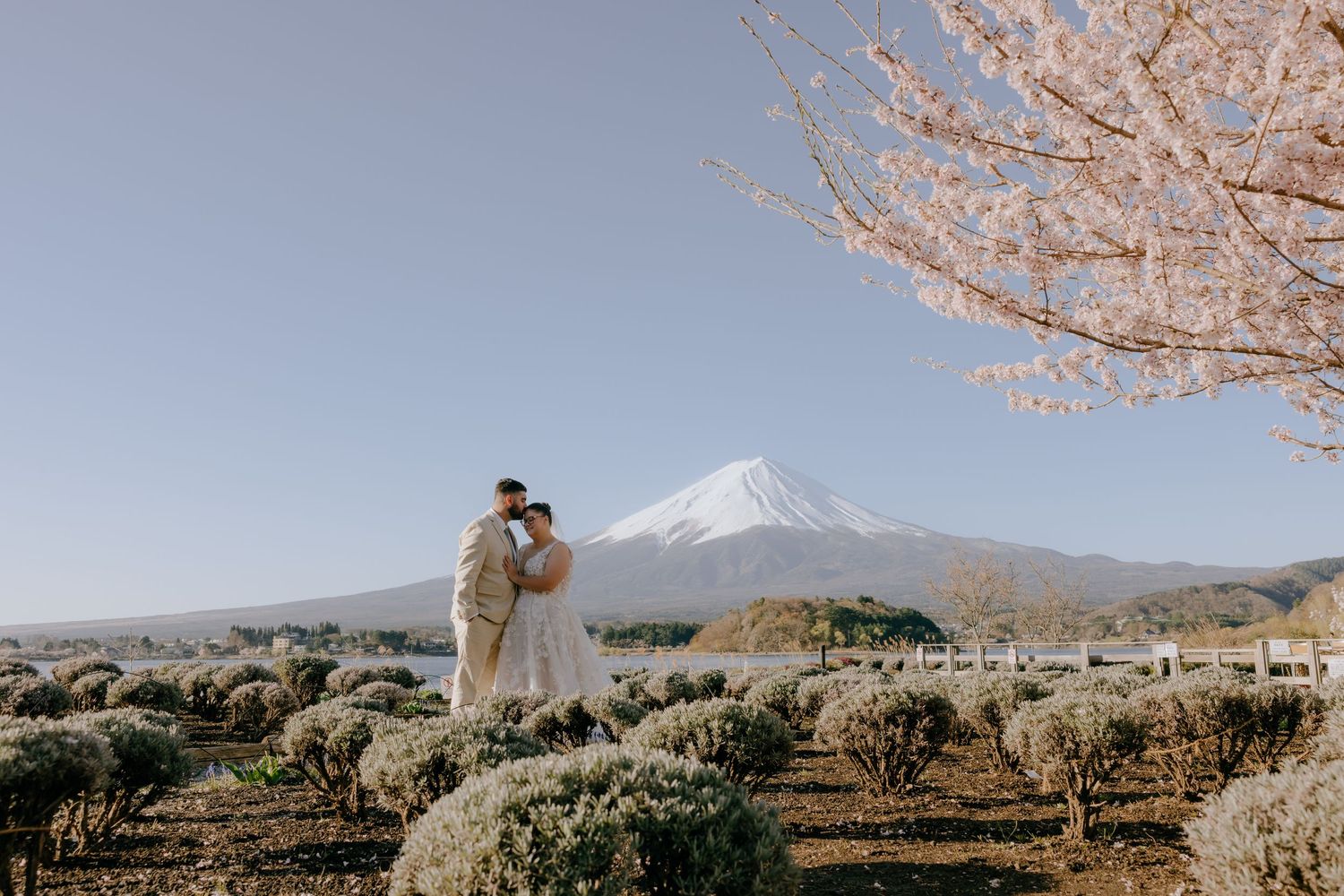 A panoramic view of Mount Fuji with cherry blossoms in the foreground during spring in Japan.