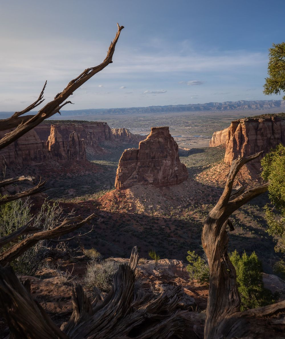 Panoramic view of Colorado National Monument's red rock canyons and desert landscape at sunset with twisted juniper branches.