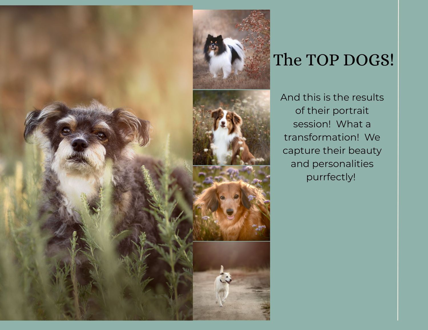 A collage of dogs in outdoor settings showing various breeds photographed against natural backdrops and foliage.