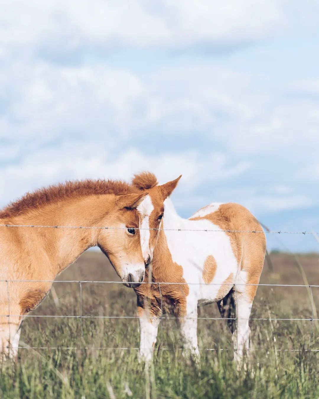 Two Icelandic horses gently nuzzling in an open grassland.