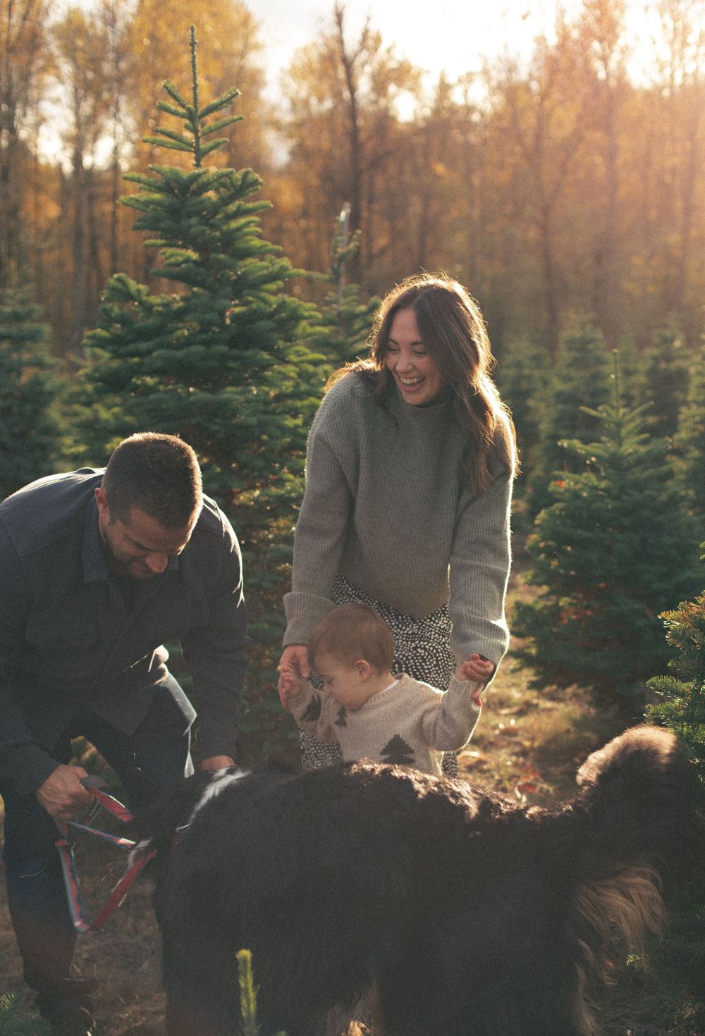 Family choosing and cutting down a Christmas tree together at a tree farm during golden sunset hour.