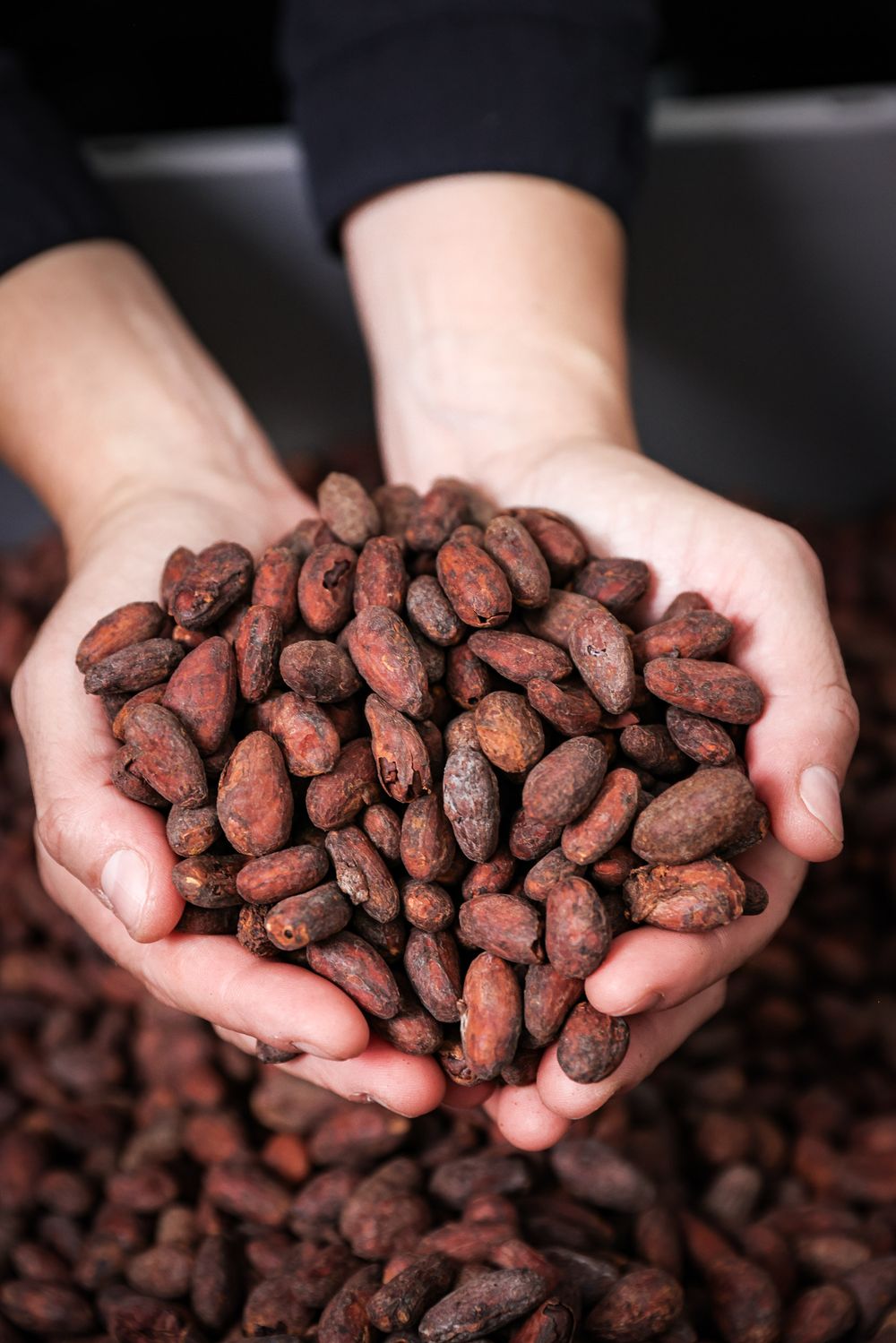 Shooting photo des fèves de chocolat d’origine Ecuacao