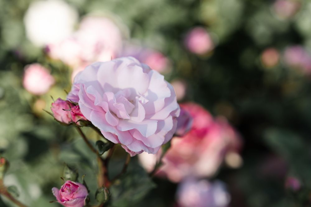 Pink roses bloom in a garden with soft bokeh effect creating a romantic and dreamy atmosphere.