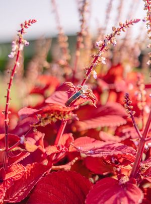Vibrant red autumn foliage with delicate stems creates a natural pattern.