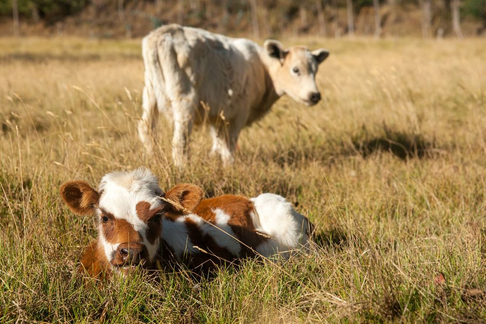 Young calf resting in dried grass field on sunny day during summer season.