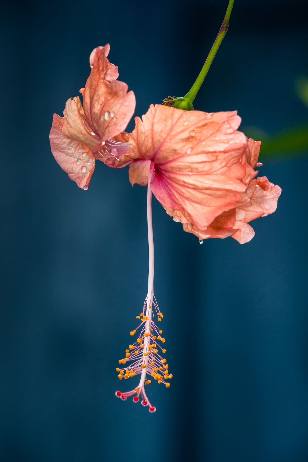 A series of pink hibiscus flowers in different angles showing their delicate petals and protruding stamens against a dark background.