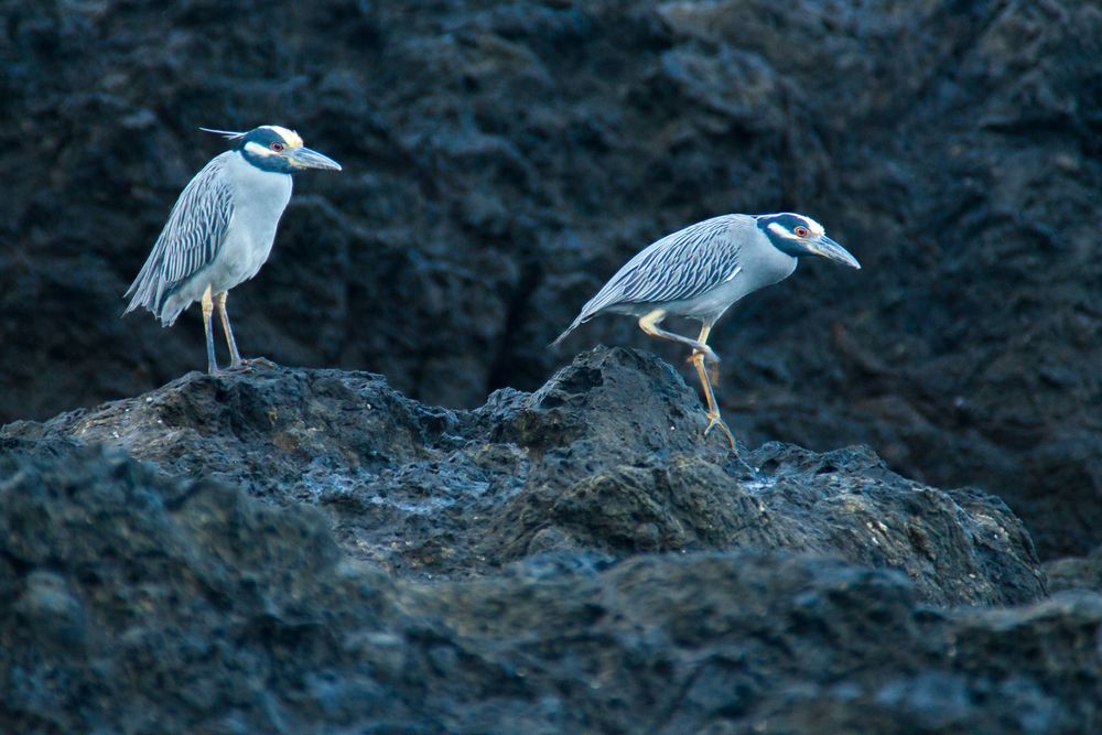 A group of coastal herons wade through shallow water while searching for food on dark rocky shore.