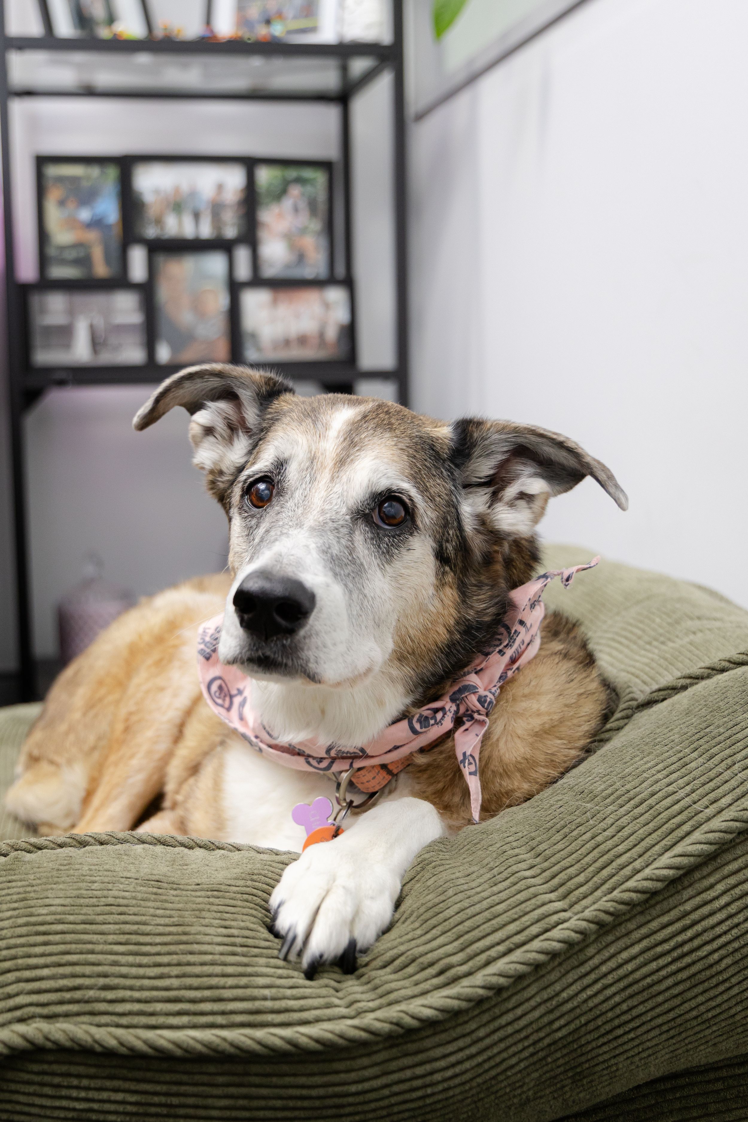 Senior dog with graying fur rests comfortably on a green corduroy couch while wearing a pink floral collar.