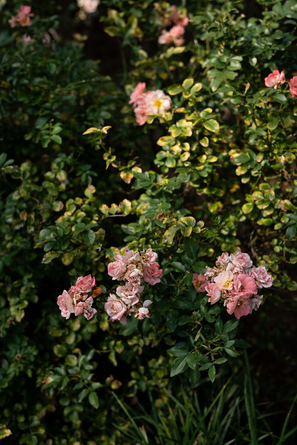 Pink climbing roses blooming on green garden bushes in natural outdoor setting.