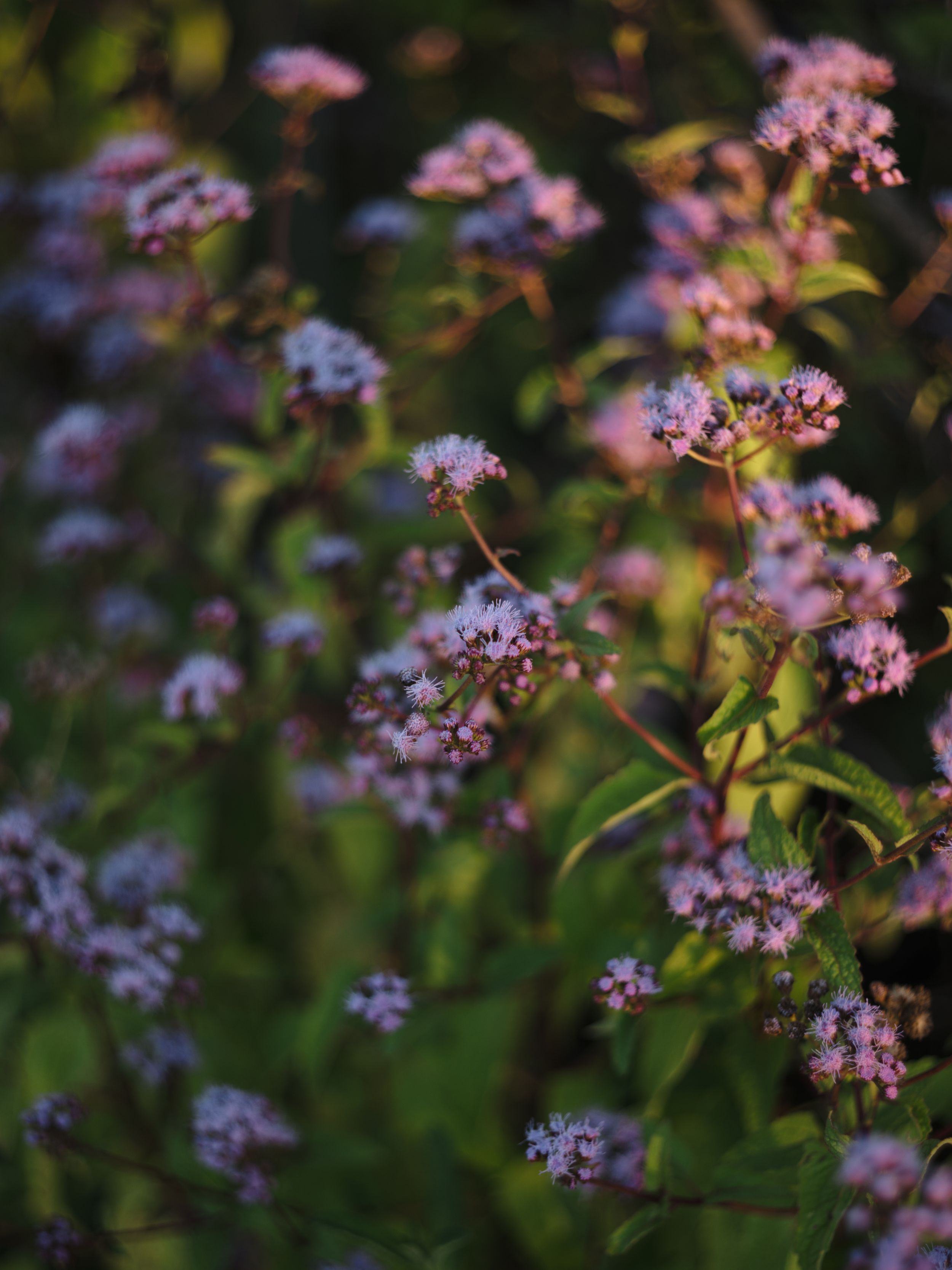 Delicate purple wildflowers bloom against a blurred natural background in soft evening light.
