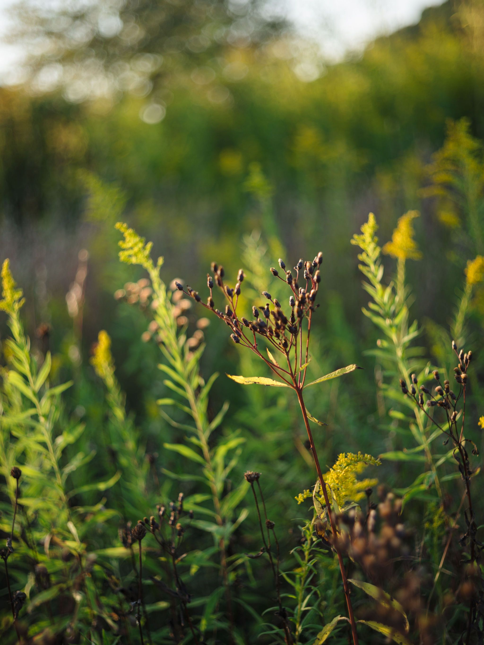 Green plants with tiny seedheads against a soft bokeh background in natural sunlight at dusk.
