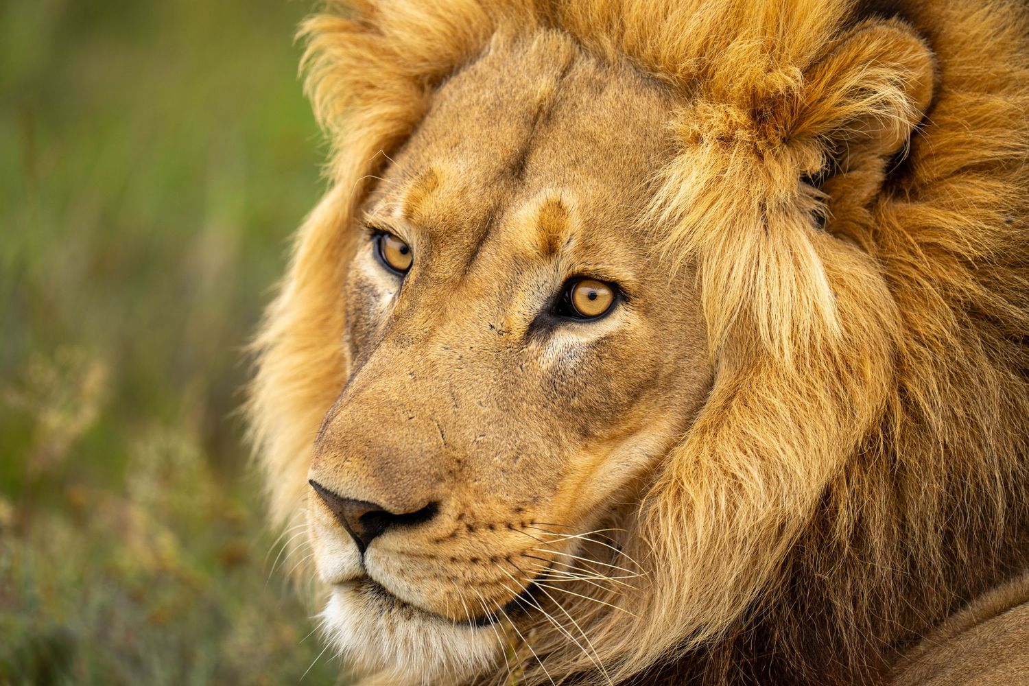A majestic male lion with a thick mane shown in multiple profile angles gazing intently in a natural setting.