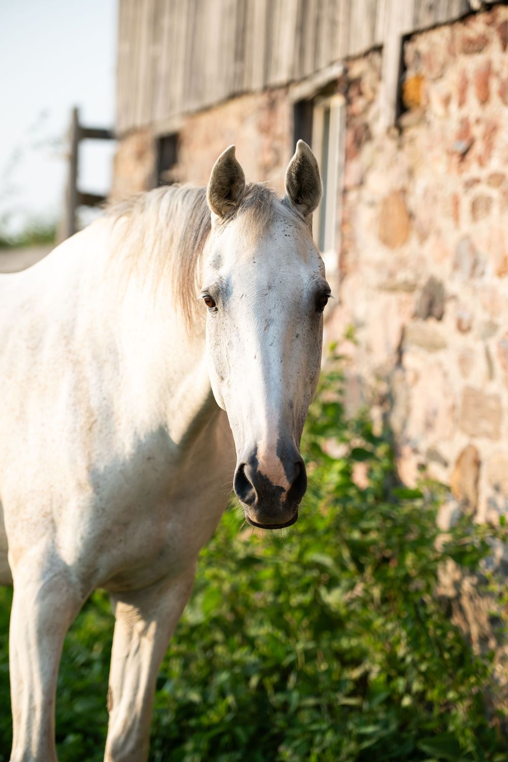 Close-up series of a white horse's profile against a rustic stone wall background.