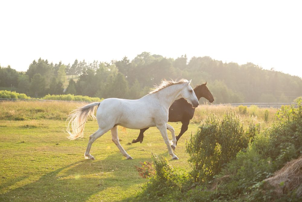White horse gallops through a scenic green meadow backlit by golden sunlight.