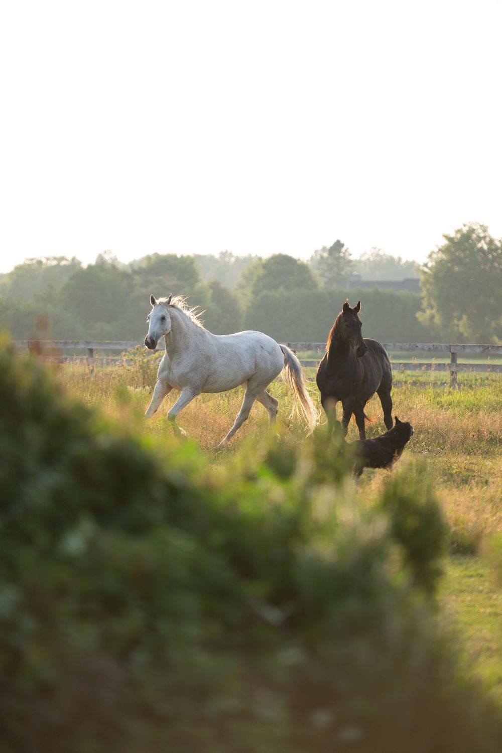 Two horses gallop playfully through a sunlit meadow at golden hour, kicking up dust as they run together.