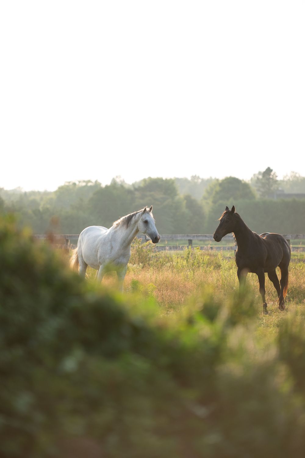 Silhouettes of three horses grazing in a misty field during golden hour.