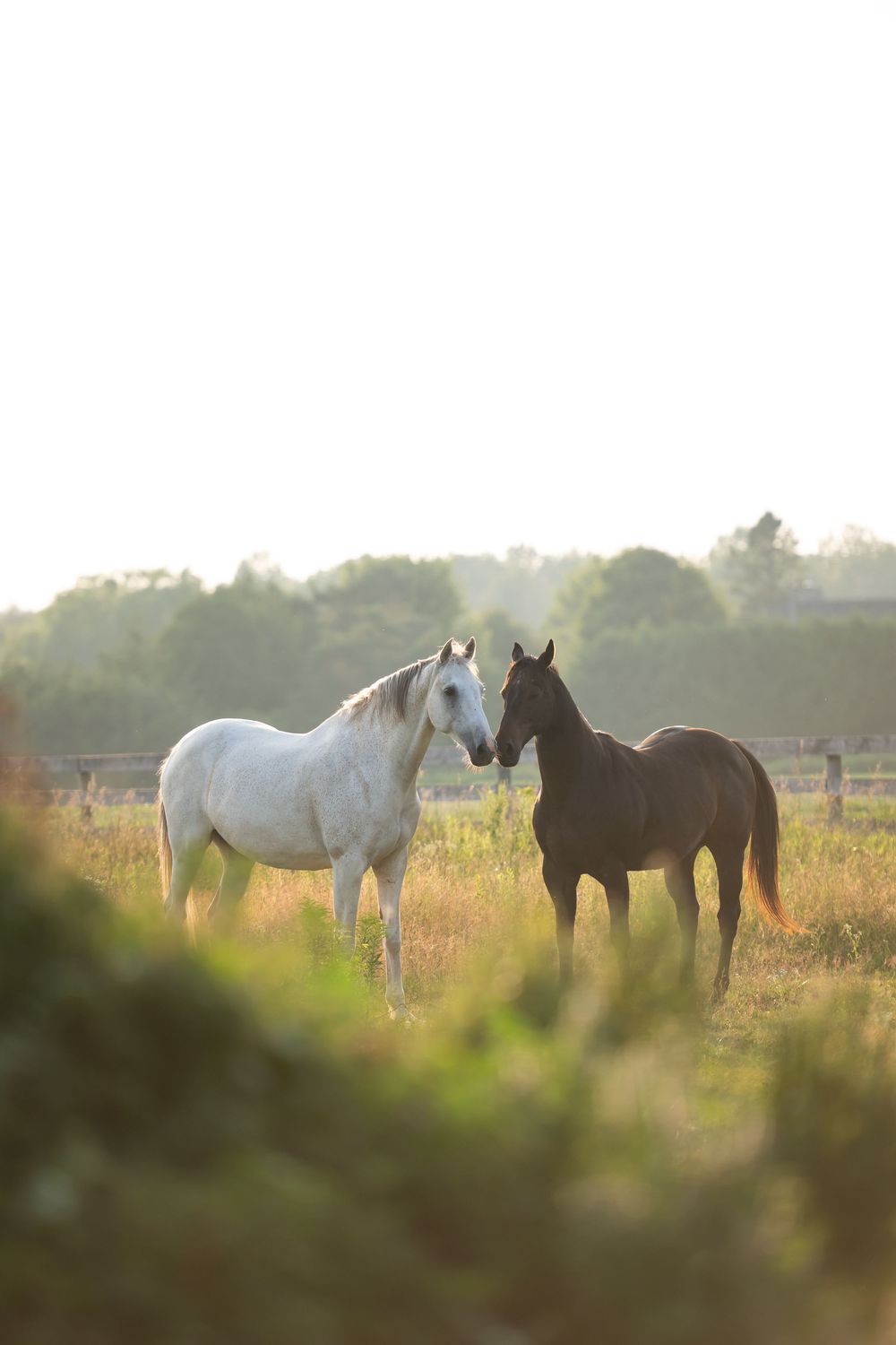 White and dark horses graze together in a misty field at golden hour.