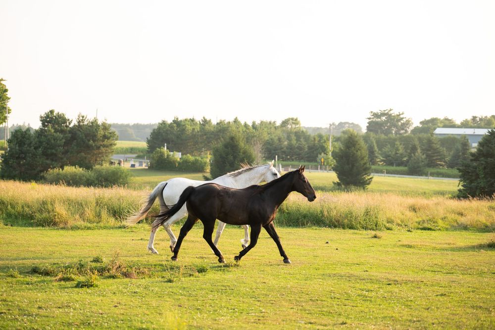 Two majestic horses gallop together across a sunny green pasture with trees and farmland in the background.