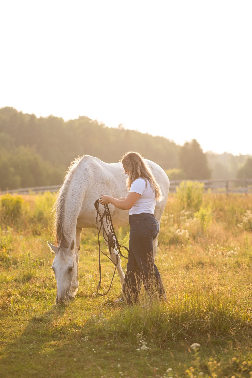 Beautiful white horse grazing in a sunlit meadow at sunset with wildflowers.