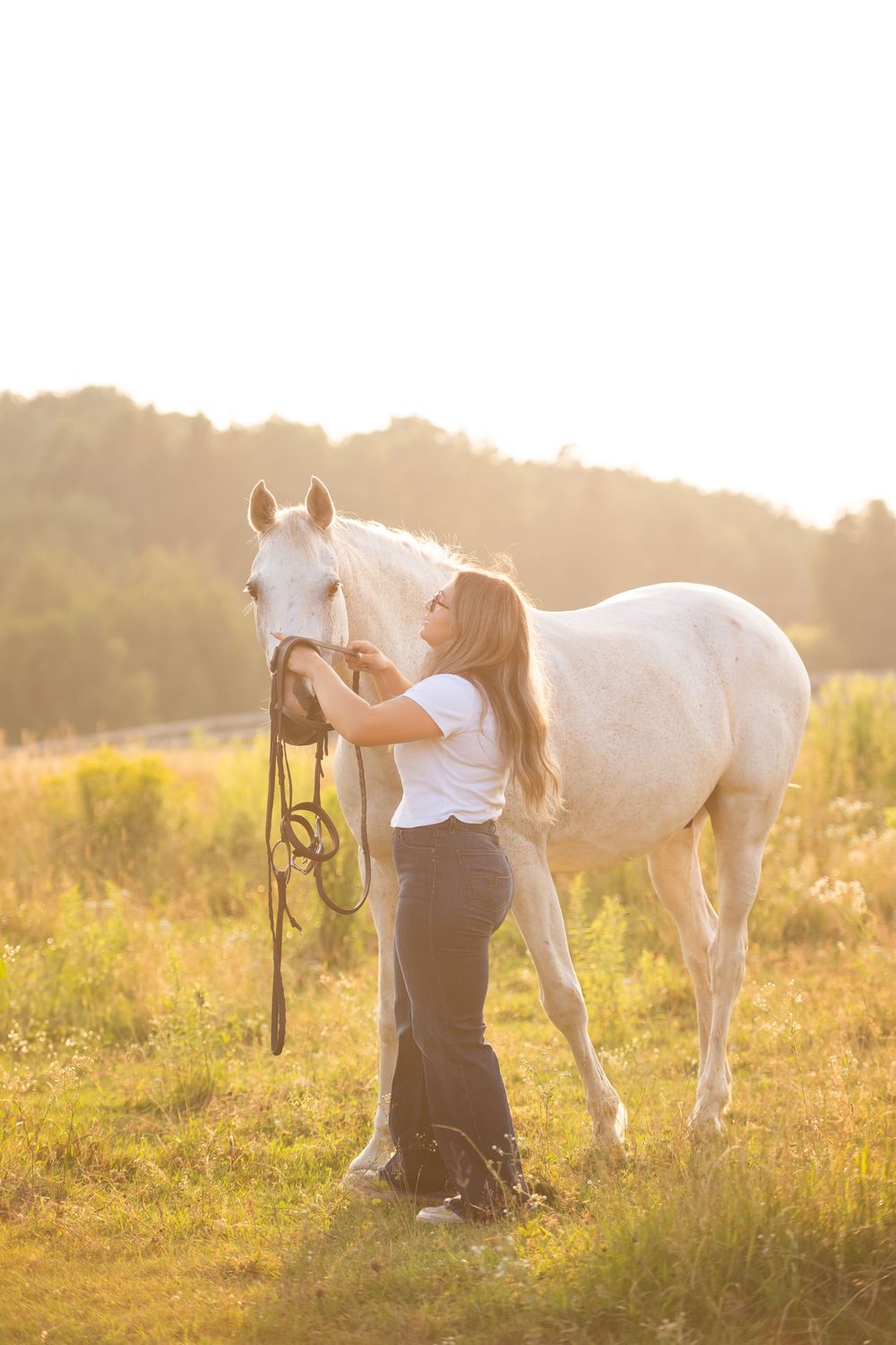 White horse standing in a golden meadow at sunset being groomed.