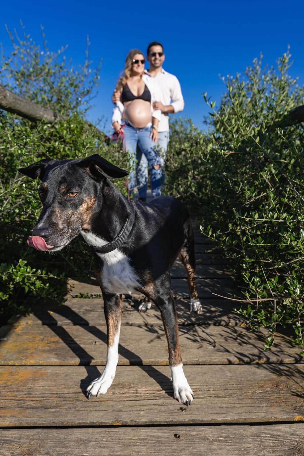 Large black dog poses outdoors on wooden platform with greenery and bright blue sky in background.