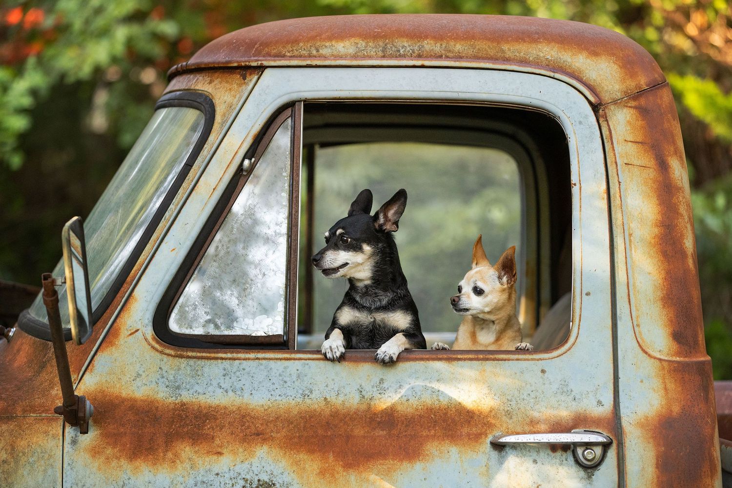 Two dogs sit in the driver's seat of a rustic vintage truck during a photo session with Fetching Fido Fotography in Austin, Texas.
