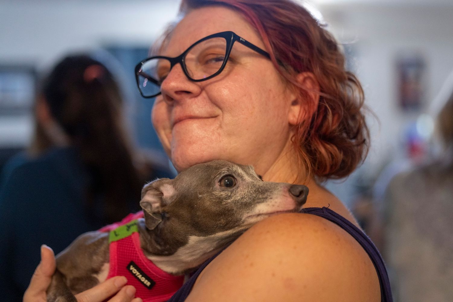 A volunteer holding a shivering Italian Greyhound