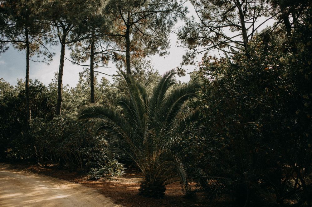 Sunlight streams through palm trees and pine forest creating dramatic shadows.