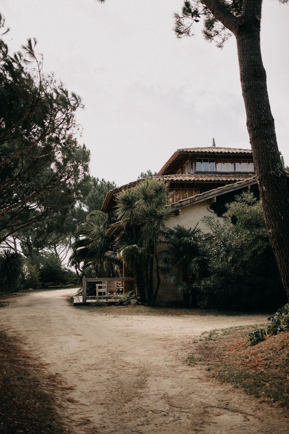 Rustic wooden beach house nestled among pine trees and palms along a dirt path.