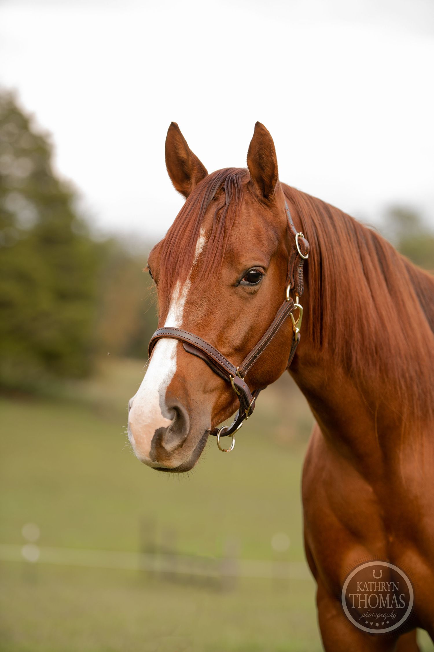 Close-up portrait of a beautiful chestnut horse wearing a black halter.