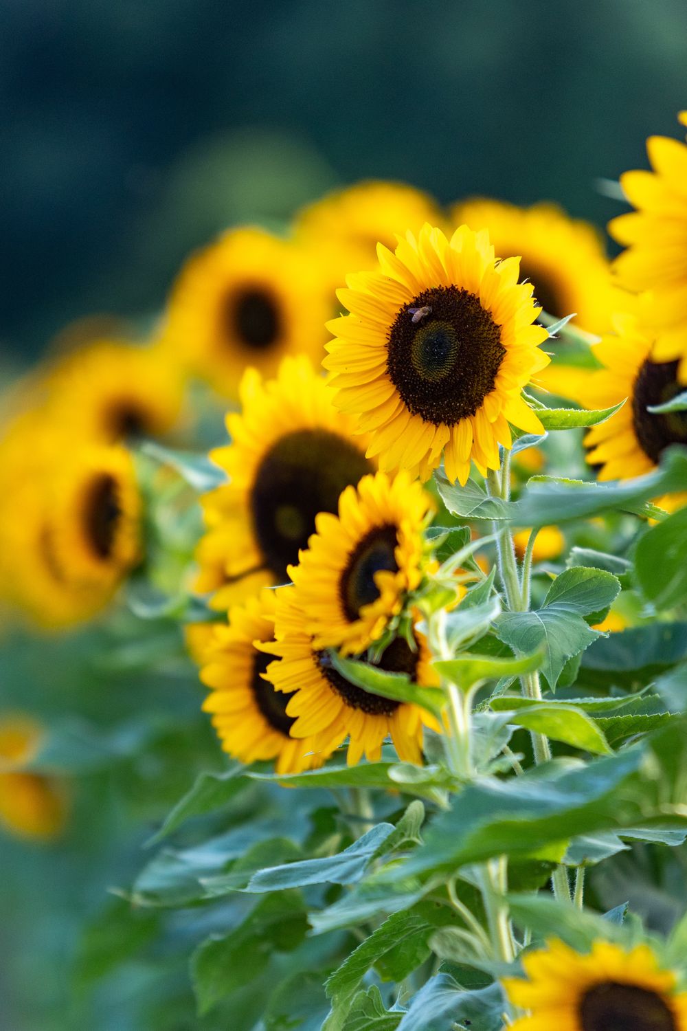 A panoramic view of bright yellow sunflowers with dark brown centers in a sunflower field under natural sunlight located in Massachusetts.
