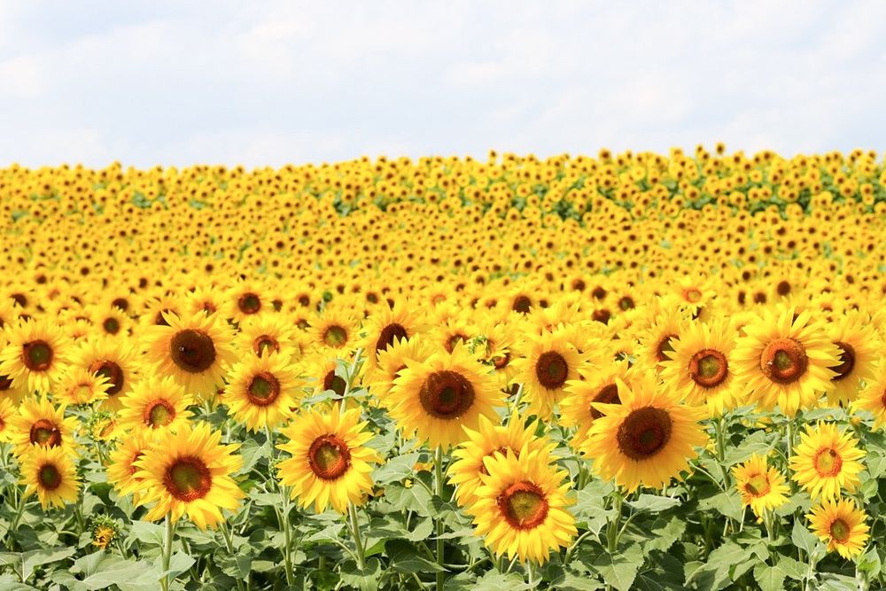 A panoramic view of bright yellow sunflowers with dark brown centers in a sunflower field under natural sunlight located in Massachusetts.